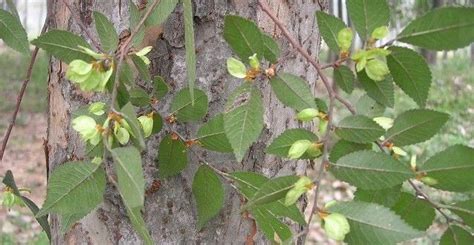 榆錢樹 榆樹|榆樹(落葉喬木植物):形態特徵,主要品種,生長習性,分布範圍,繁殖方。